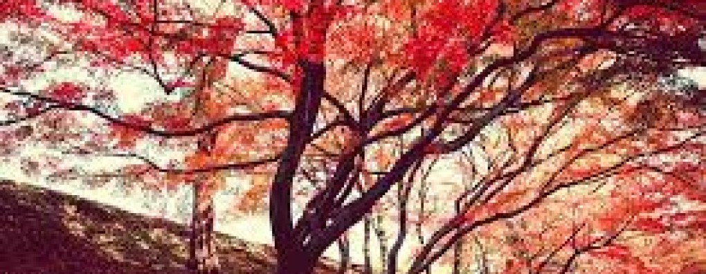 Palliatieve zorg bij nierfalen: webinar