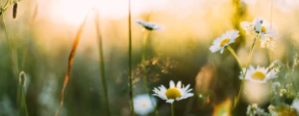 Komende weken drie webinars over Euthanasie bij Carend