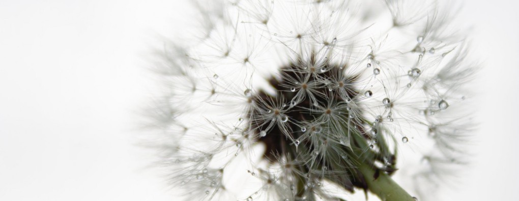 Niets had dit kunnen evenaren (column)