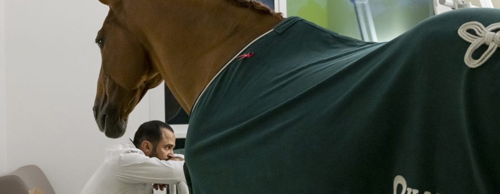 In het ziekenhuis van Calais wandelt een paard langs de bedden