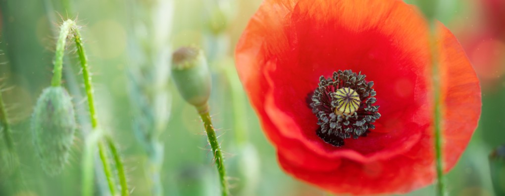 Je wil niet meer en dat mag