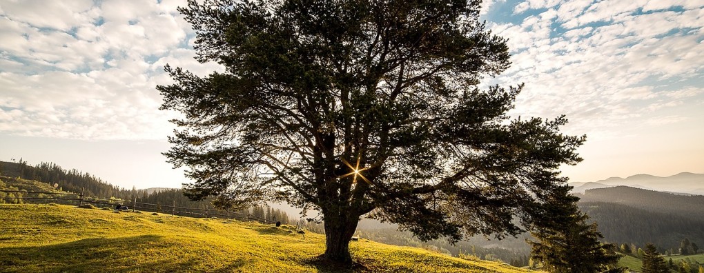 De hartewens van Claudia van Deudekom