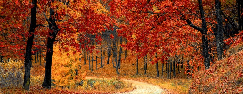 Najaarsprogramma webinars Carend bekend